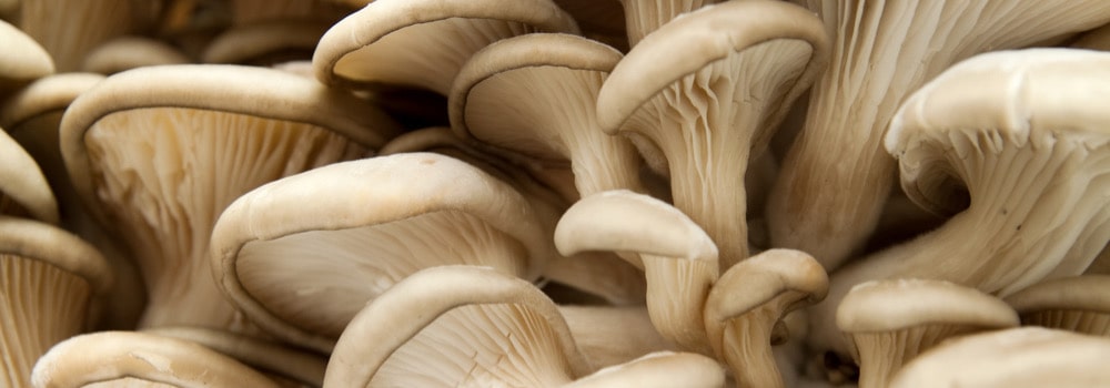 Gourmet mushrooms