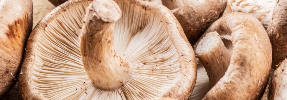 Shiitake mushroom up close