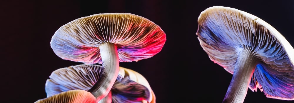 psilocybin