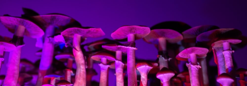 Psilocybin mushrooms pink purple background