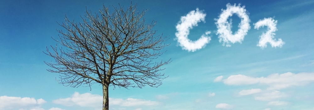 CO2 and tree