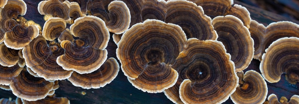 turkey tail mushrooms