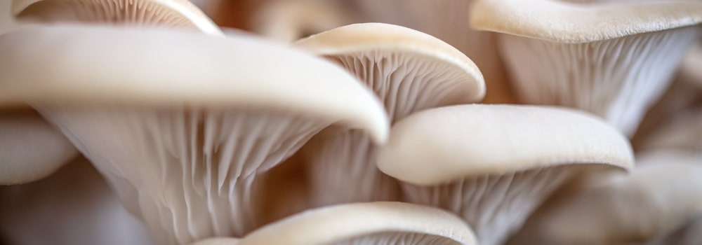 macro mushroom