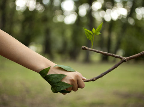 A tree branch making a handshake with a human hand