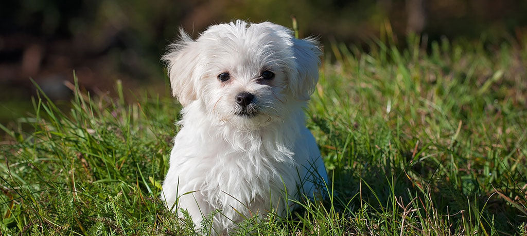 Meilleurs trackers pour animaux de compagnie et colliers GPS pour chiens