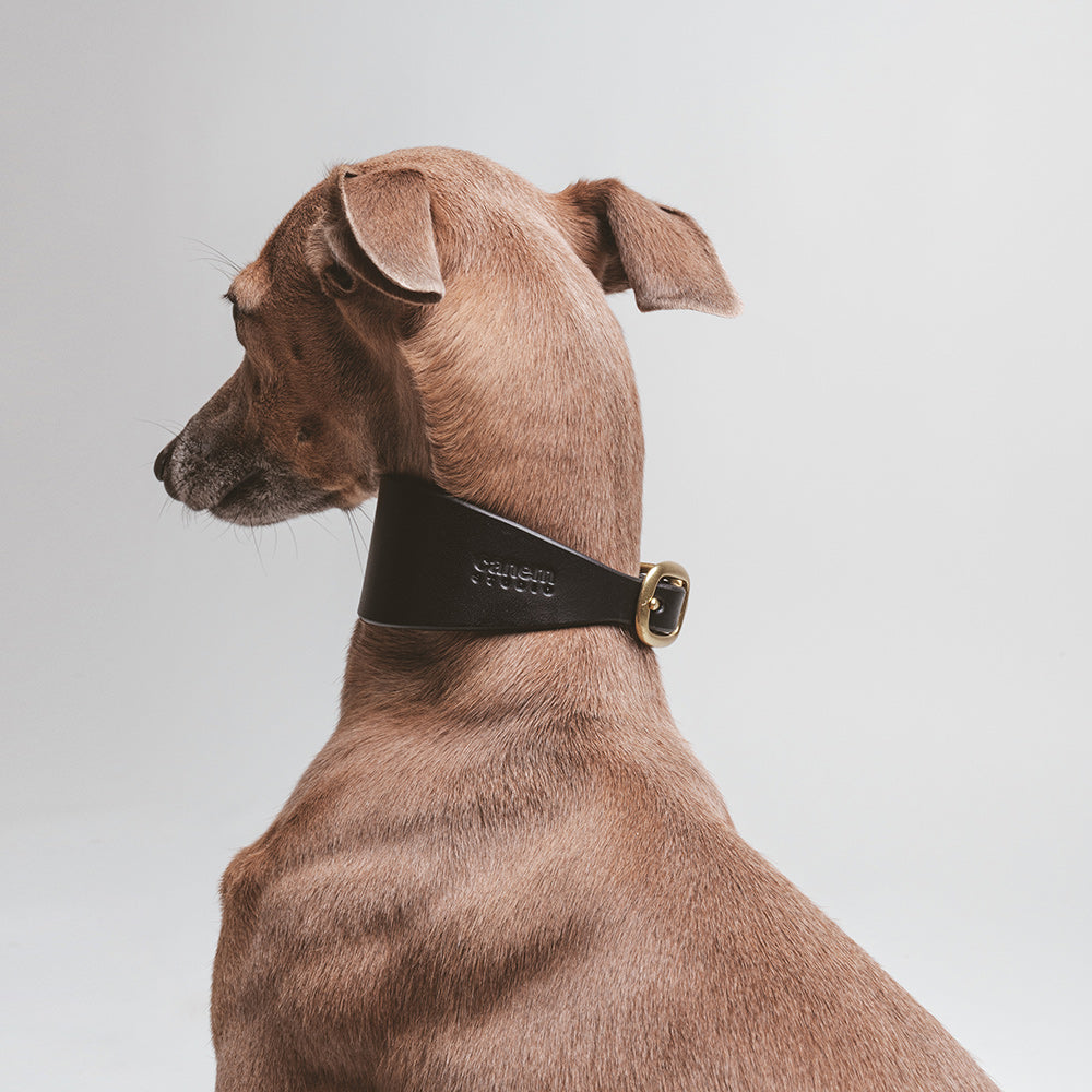 Greyhound collar 