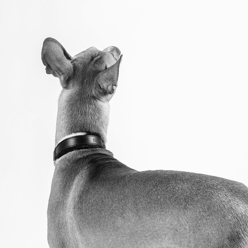 Podenco wearing Canem Studio collar