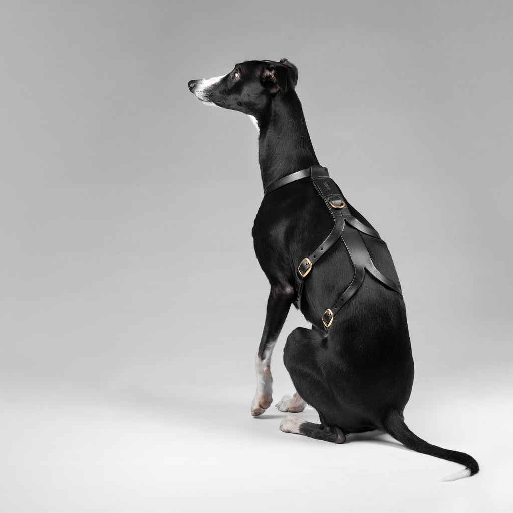 Whippet wearing leather harness