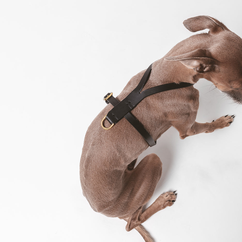 Leather dog harness