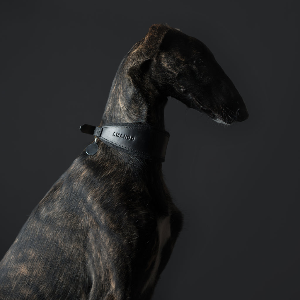Galgo wearing sighthound collar