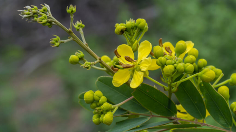 The Senna Saga: Ayurvedic Heritage and Beyond