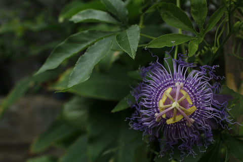 Passionflower benefits anxiety