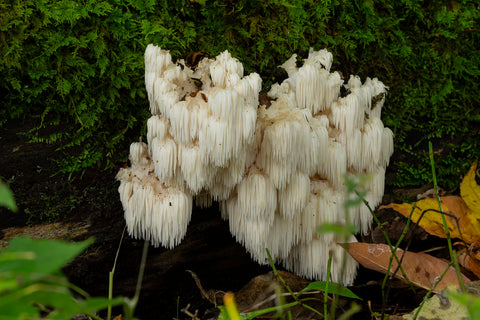 Lions Mane Mushroom for brain