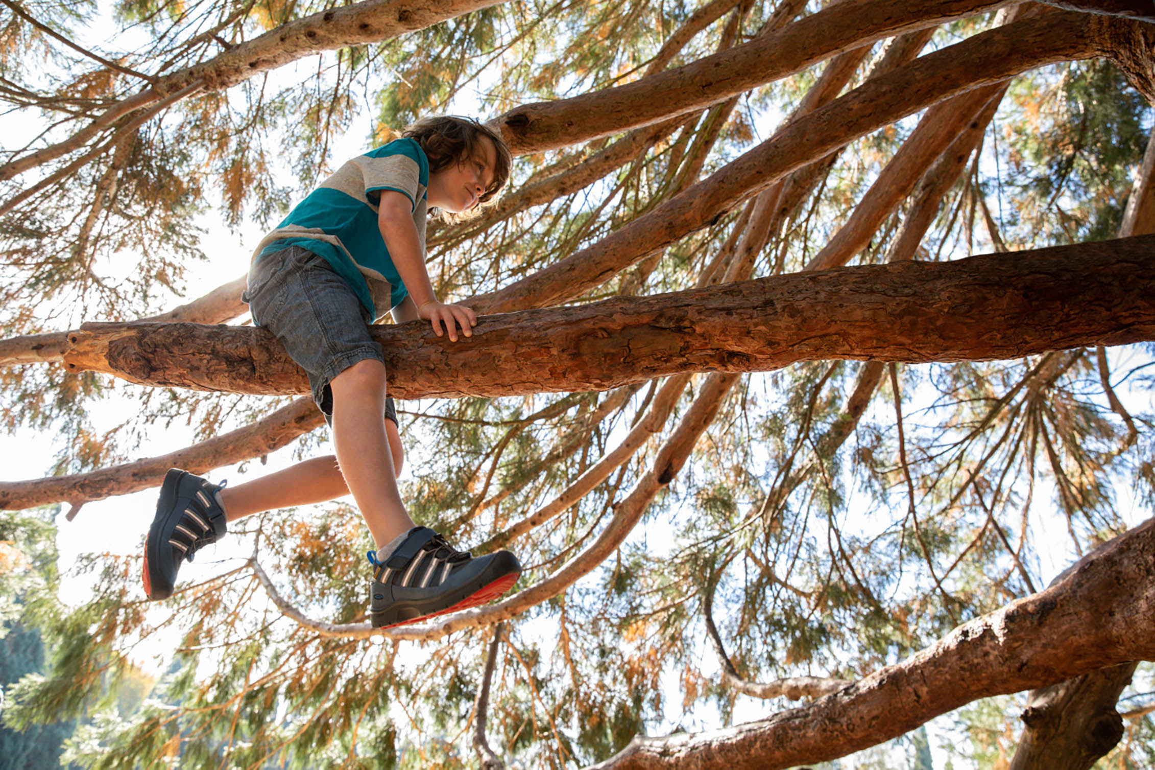 Un enfant grimpant à un arbre