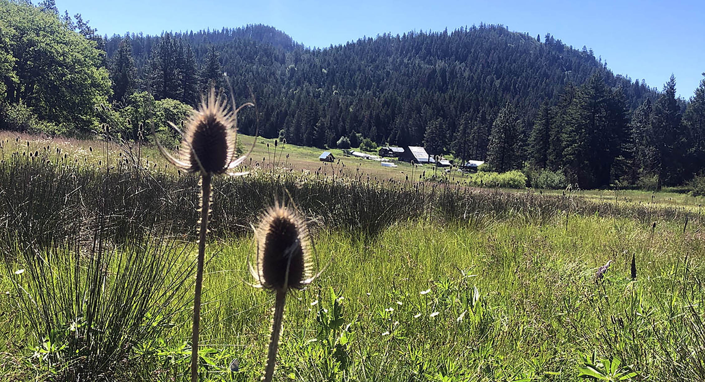 Teasel growing in a wetland in the Cascade-Siskiyou National Monument.