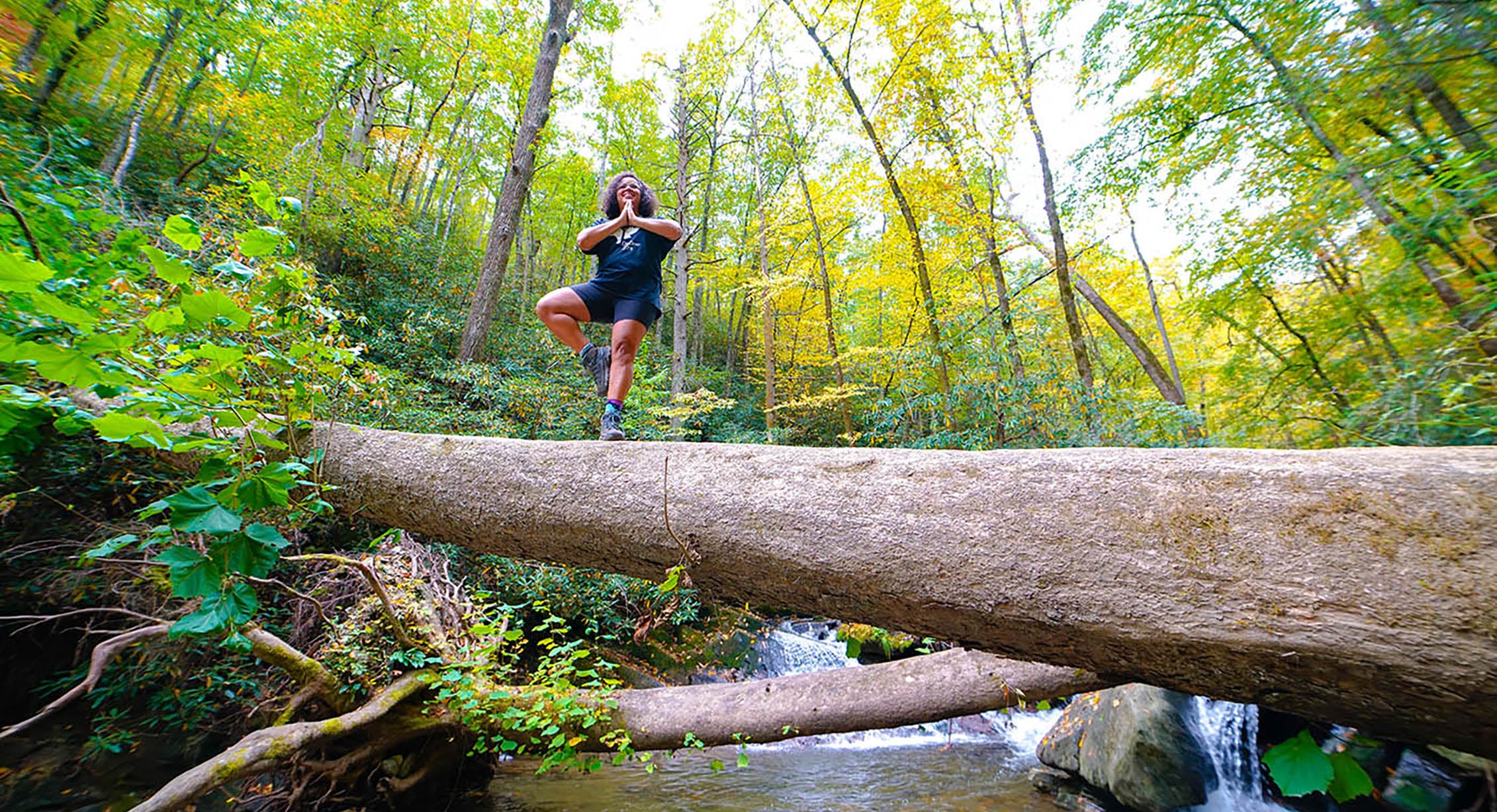 tree pose on a tree in North Carolina