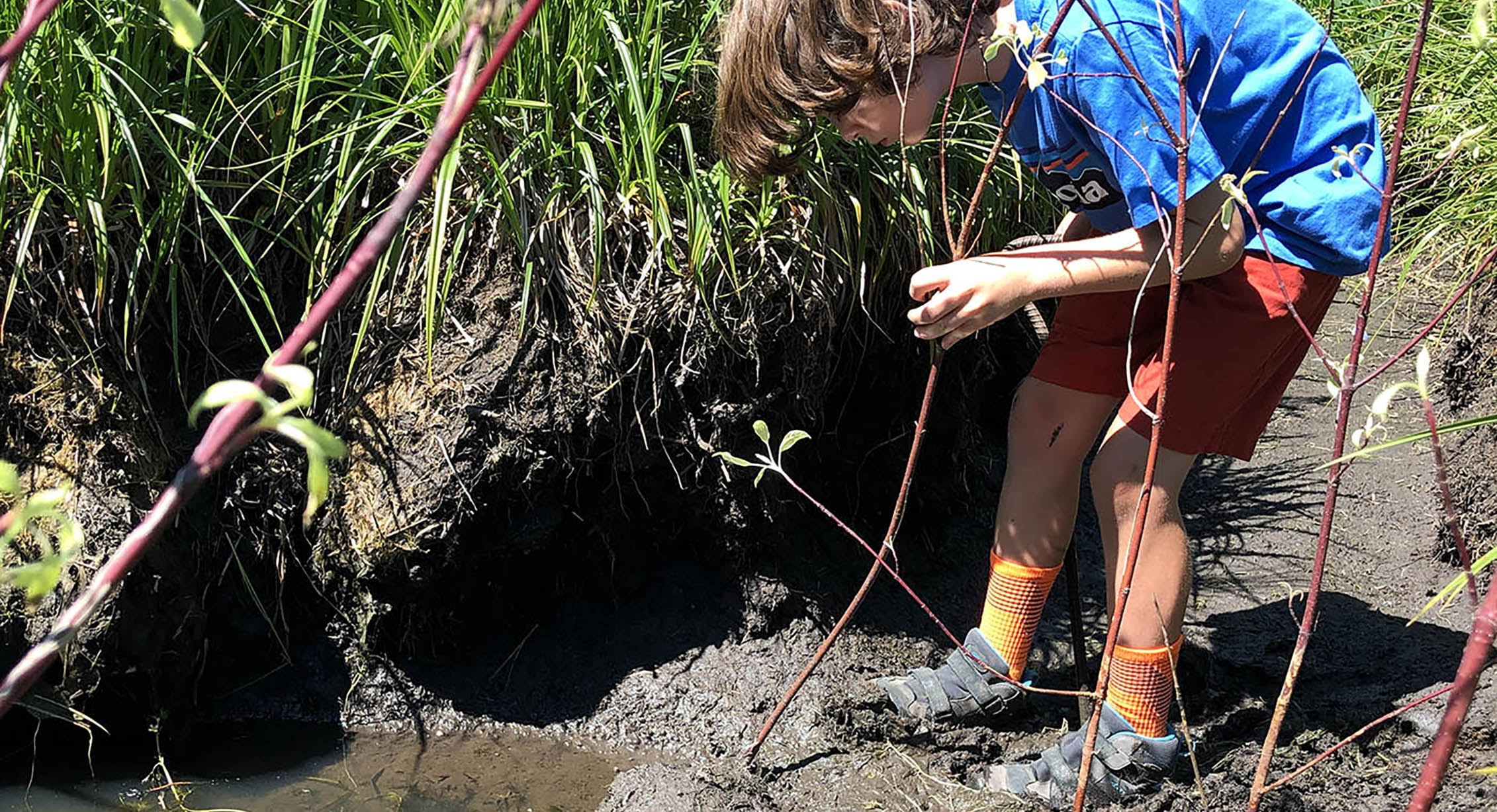 A child planting trees in a wetland