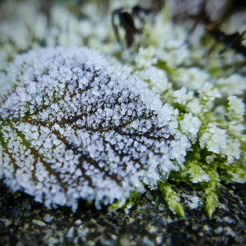 Frost covering leaf and ground