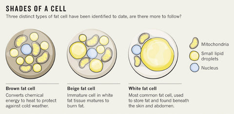 Fat burning, 6 paradol, weight loss