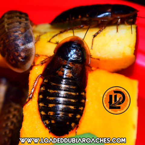 Adult Female Dubia Roach