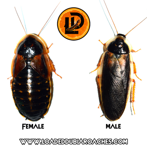 Female vs Male Dubia Roach