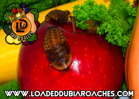 Premium Dubia Roaches