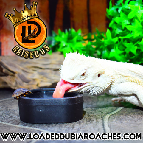 Bearded Dragon Eating Dubia Roach