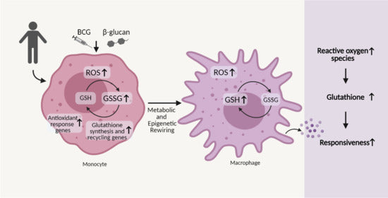 Best Time to Take Glutathione