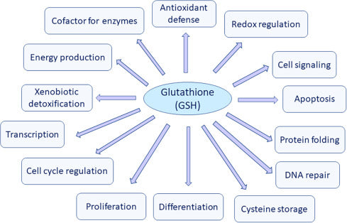 What Is Glutathione