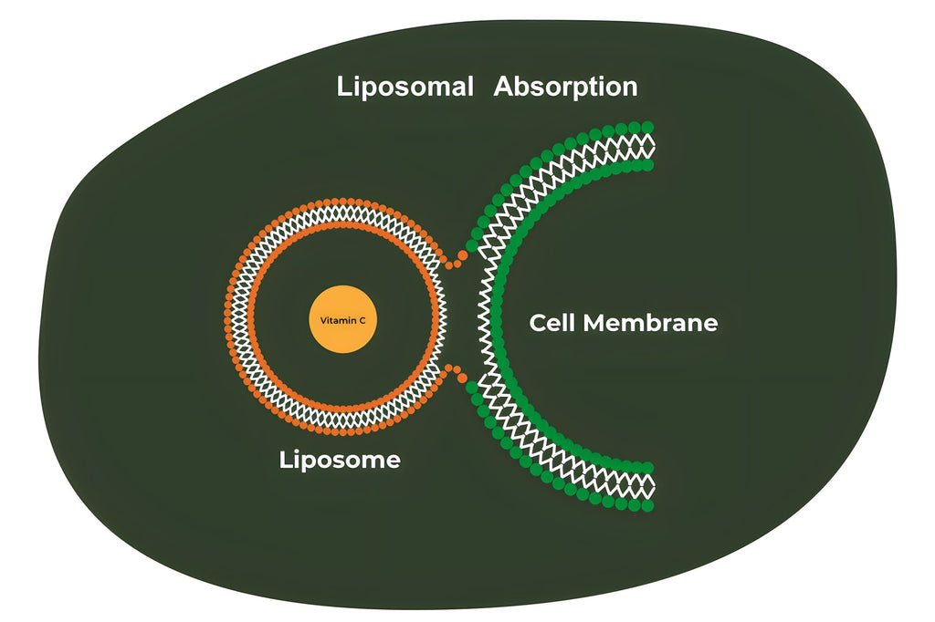 Is liposomal glutathione worth it?