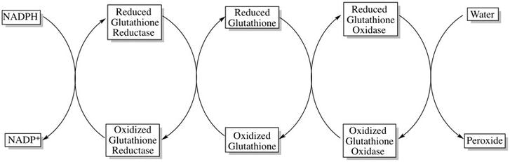 Glutathione Reductase Deficiency