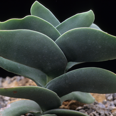 Crassula