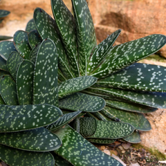 Gasteria little worty