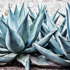 Agave