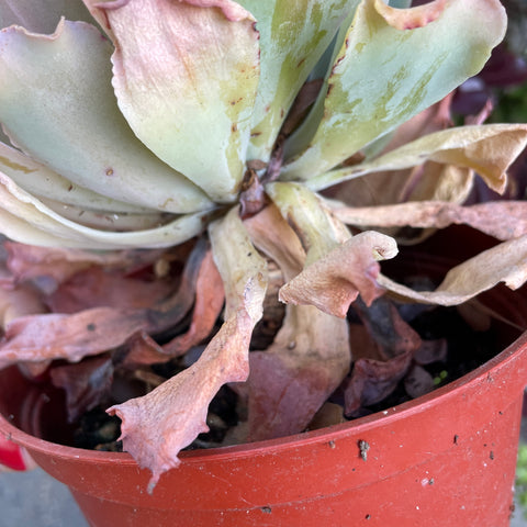 underwatered ruffly echeveria with several dried bottom leaves