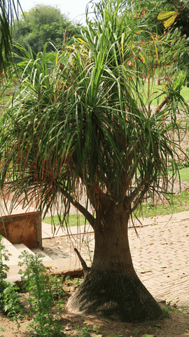 ponytail palm planted in the ground