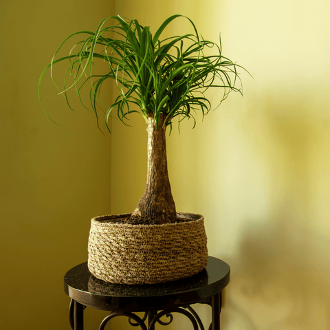 ponytail palm in wicker basket on a side table