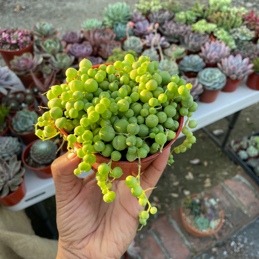 String Of Pearls Variegated Plant String Of Pearls Rare 4Inches Pot  Succulents Plant S Ht7 Best