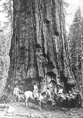 John Muir at the General Sherman Redwood Tree in 1902