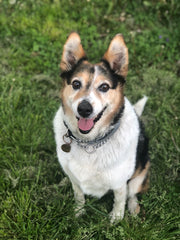 Our office dog, Libby at The Metal Peddler. Also our family furbaby.