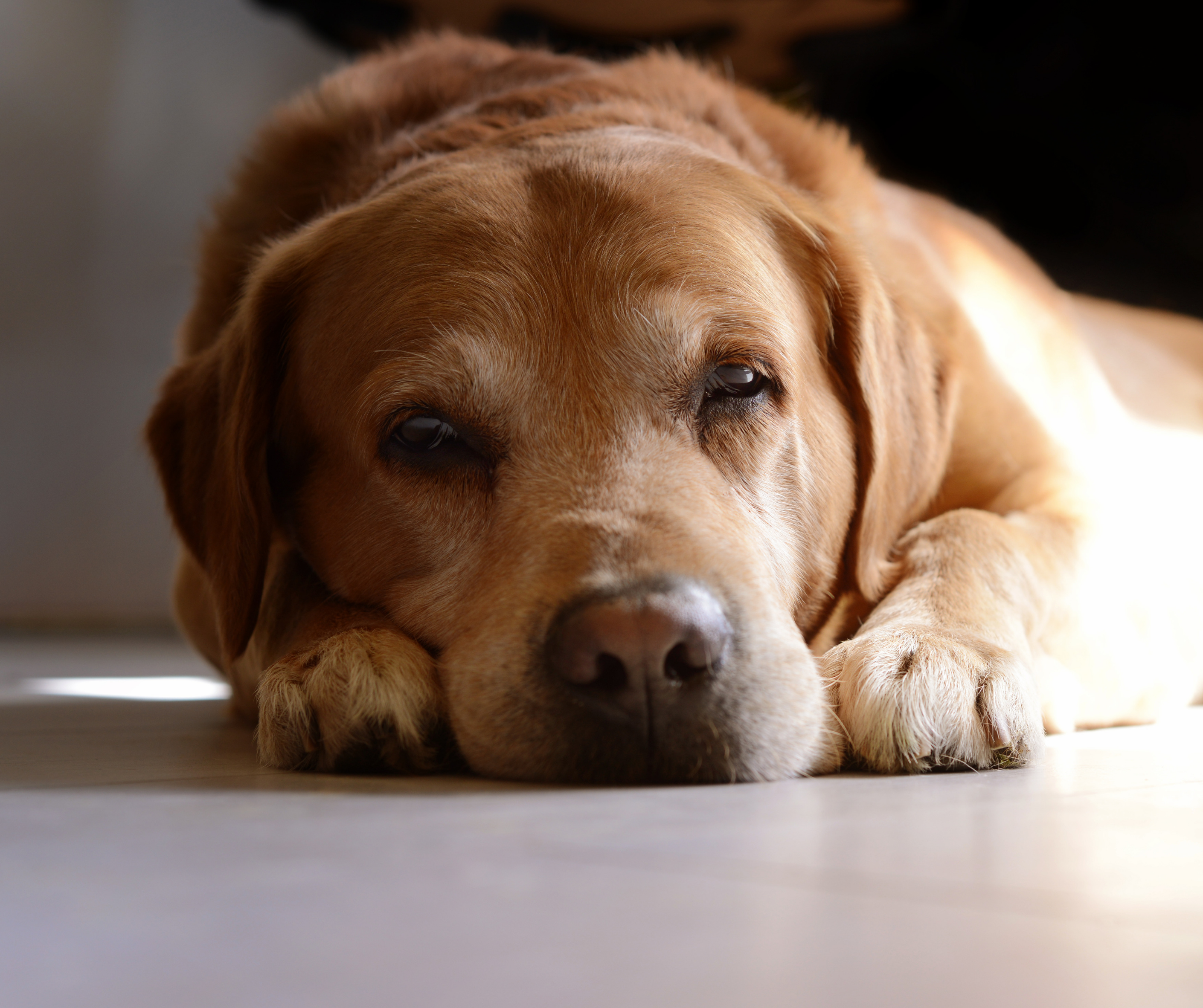 can humans get colitis from dogs