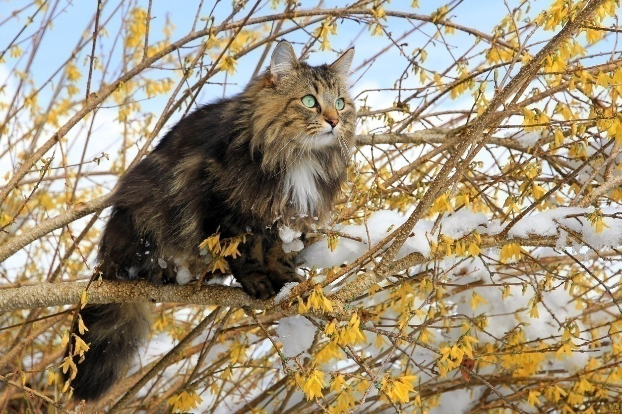 Лесная кошка коричневая на Урале