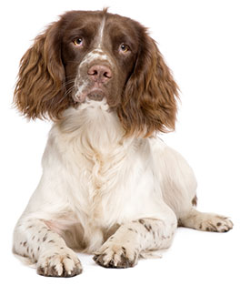 medium-dog-springer-spaniel