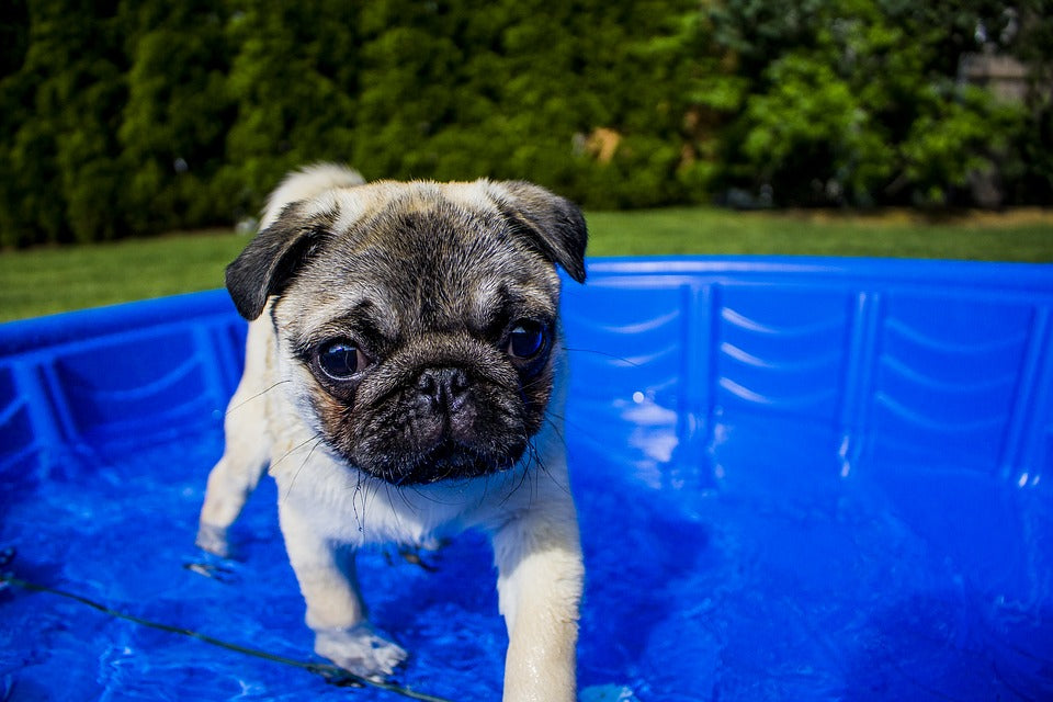 Pug in water