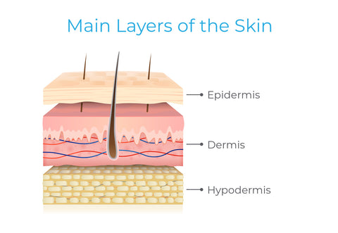 The three main layers of the skin - epidermis, dermis, and hypodermic