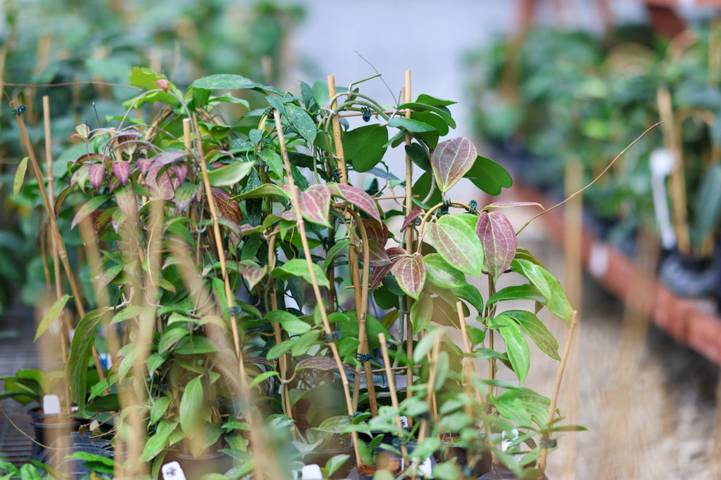 a group of trellised hoya plants in a greenhouse
