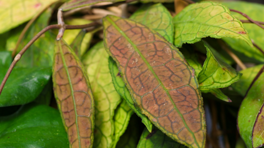 hoya plant care