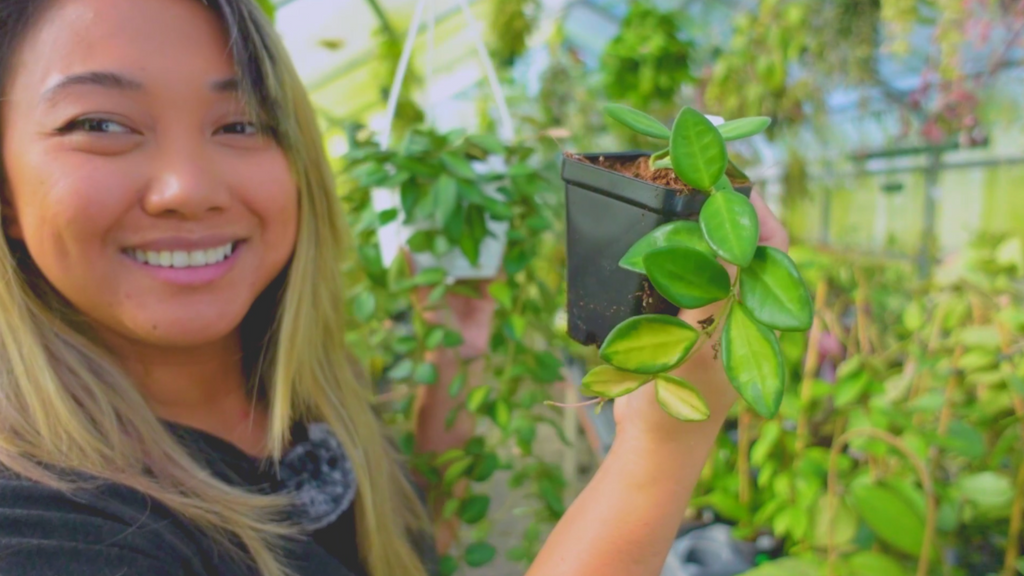 Hoya species affinity burtoniae (variegated) care tips