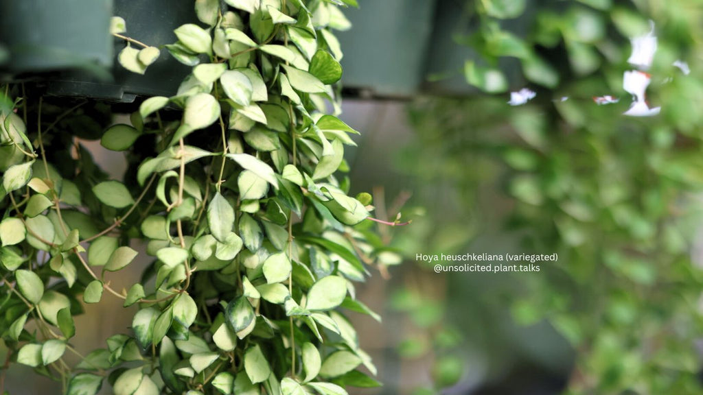 Hoya heuschkeliana (variegated)