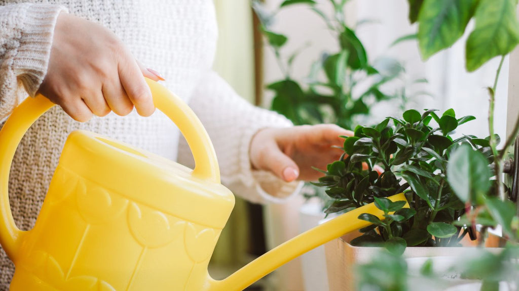 yellow watering can, lady watering houseplants